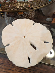 Notched Sand Dollar (Encope emarginata) - Loving Coastal Living