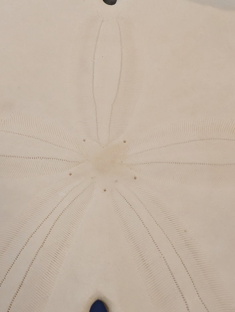 Notched Sand Dollar (Encope emarginata) - Loving Coastal Living