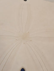 Notched Sand Dollar (Encope emarginata) - Loving Coastal Living