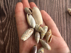  A handful of assorted Olive Shells held in a person's hand, displaying the size range and detailed textures of the shells.