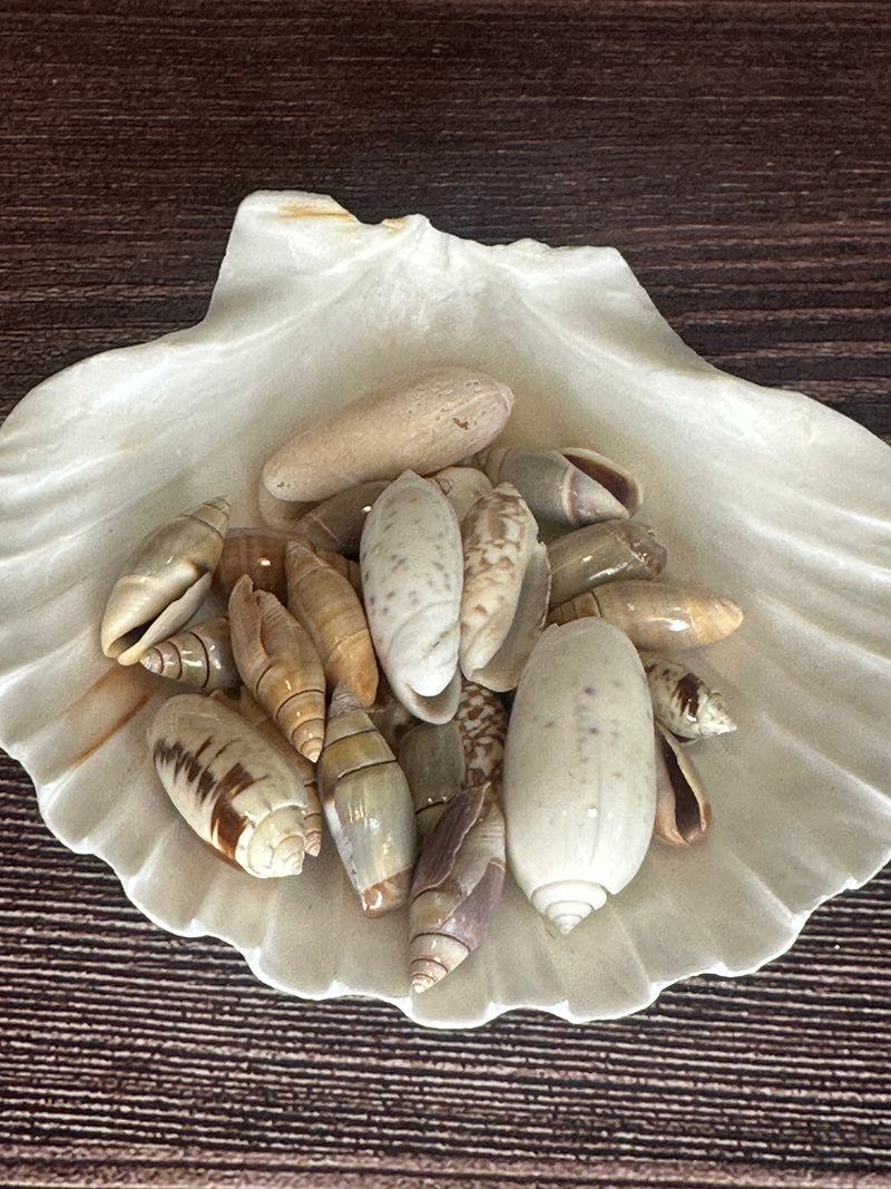 Assorted Olive Shells displayed in a large seashell dish, featuring glossy finishes in shades of cream, beige, and brown.