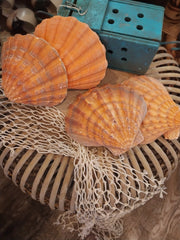 Orange Lions Paw Scallop Shell - ShellsLoving Coastal Living