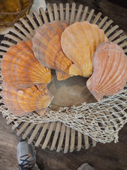 Orange Lions Paw Scallop Shell - ShellsLoving Coastal Living