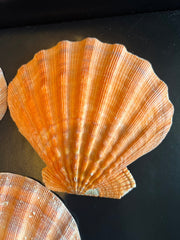 Orange Lions Paw Scallop Shell - ShellsLoving Coastal Living