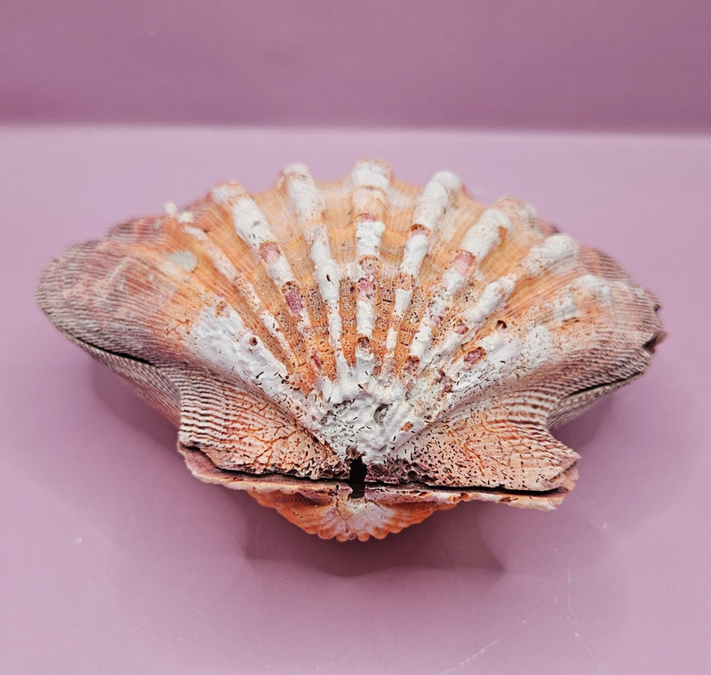 Orange Lion's Paw Shell Pair - 5.7"x6" Coastal Decorative Shells - ShelllsLoving Coastal Living