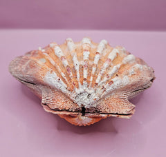 Orange Lion's Paw Shell Pair - 5.7