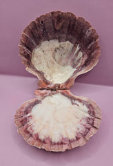 Orange Lion's Paw Shell Pair - 5.7