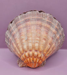 Orange Lion's Paw Shell Pair - 5.7