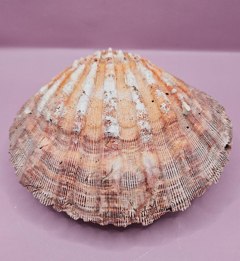 Orange Lion's Paw Shell Pair - 5.7"x6" Coastal Decorative Shells - ShelllsLoving Coastal Living