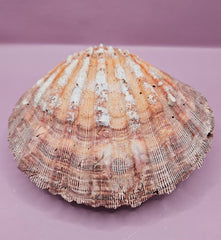 Orange Lion's Paw Shell Pair - 5.7