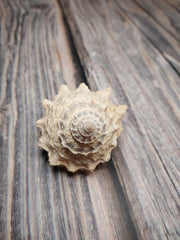 Pagoda Prickly Winkle Tectarius Pagodus - Loving Coastal Living