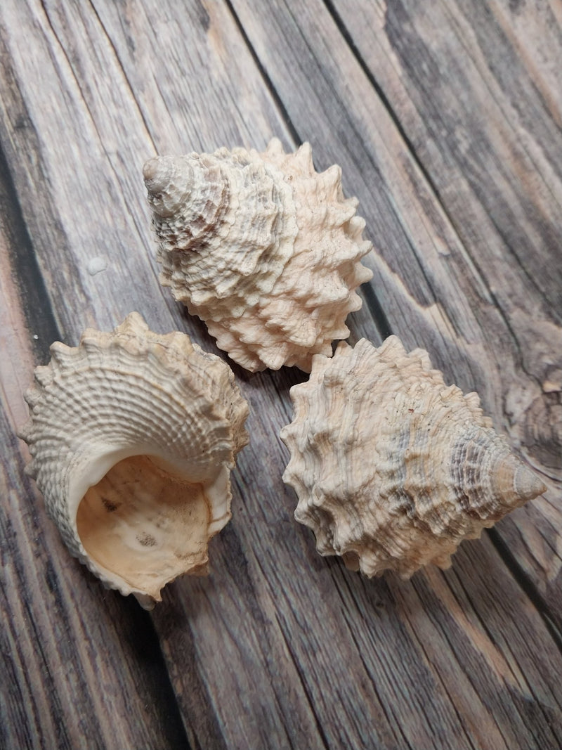 Pagoda Prickly Winkle Tectarius Pagodus - Loving Coastal Living