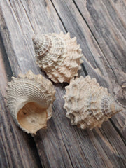 Pagoda Prickly Winkle Tectarius Pagodus - Loving Coastal Living