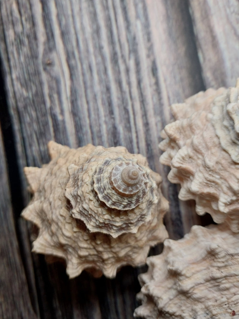 Pagoda Prickly Winkle Tectarius Pagodus - Loving Coastal Living