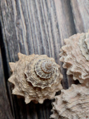 Pagoda Prickly Winkle Tectarius Pagodus - Loving Coastal Living