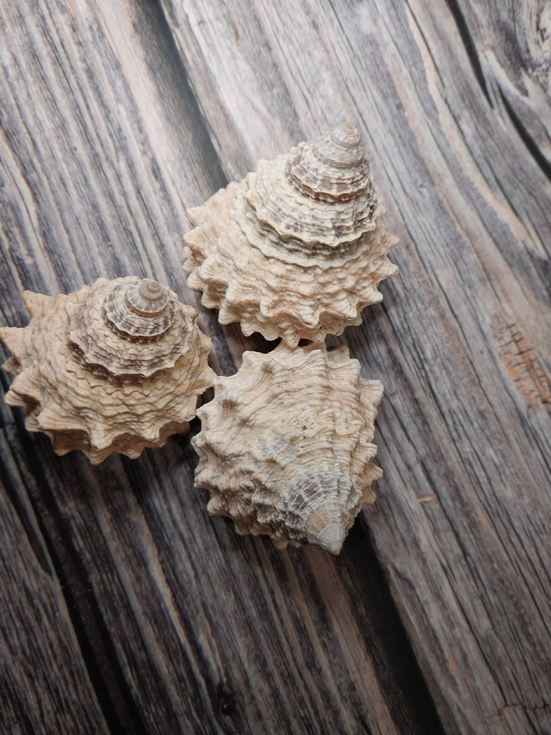 Pagoda Prickly Winkle Tectarius Pagodus - Loving Coastal Living