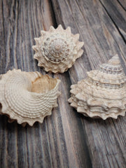 Pagoda Prickly Winkle Tectarius Pagodus - Loving Coastal Living