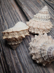 Pagoda Prickly Winkle Tectarius Pagodus - Loving Coastal Living