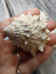 Pagoda Prickly Winkle Tectarius Pagodus - Loving Coastal Living