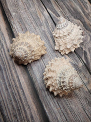 Pagoda Prickly Winkle Tectarius Pagodus - Loving Coastal Living