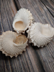 Pagoda Prickly Winkle Tectarius Pagodus - Loving Coastal Living