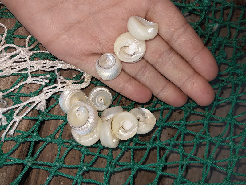 Top view of a beautifully sliced Pearl Trochus Shell highlighting its natural patterns