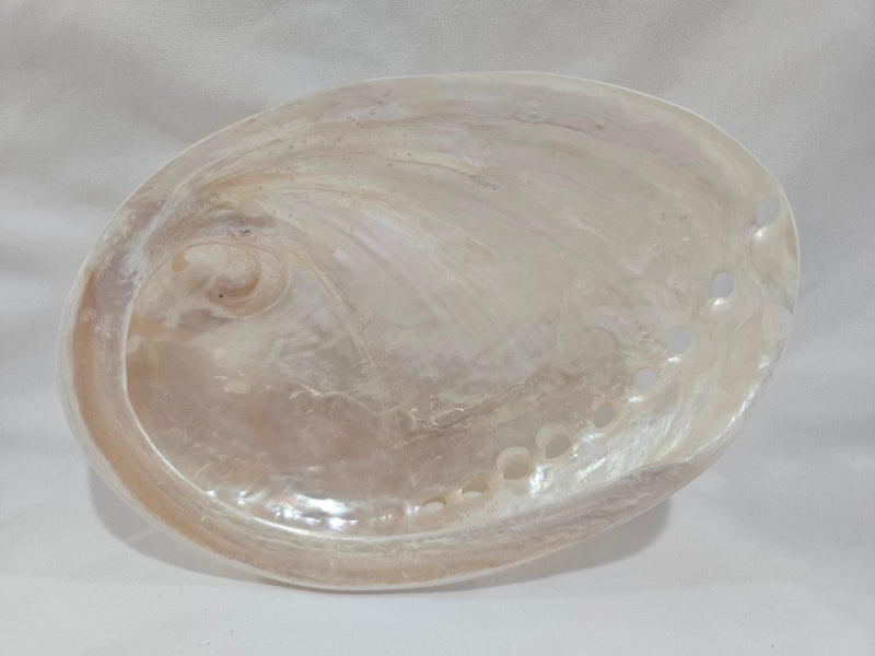 Pearl Abalone Shell – Natural Iridescent Coastal Decor (5.5") - ShellsWorld Shells Imports