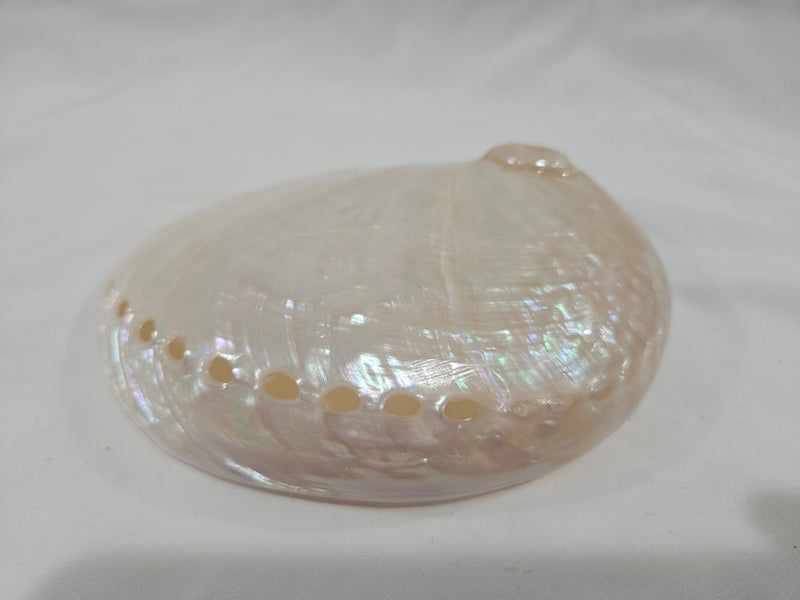 Pearl Abalone Shell – Natural Iridescent Coastal Decor (5.5") - ShellsWorld Shells Imports