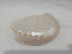 Pearl Abalone Shell – Natural Iridescent Coastal Decor (5.5