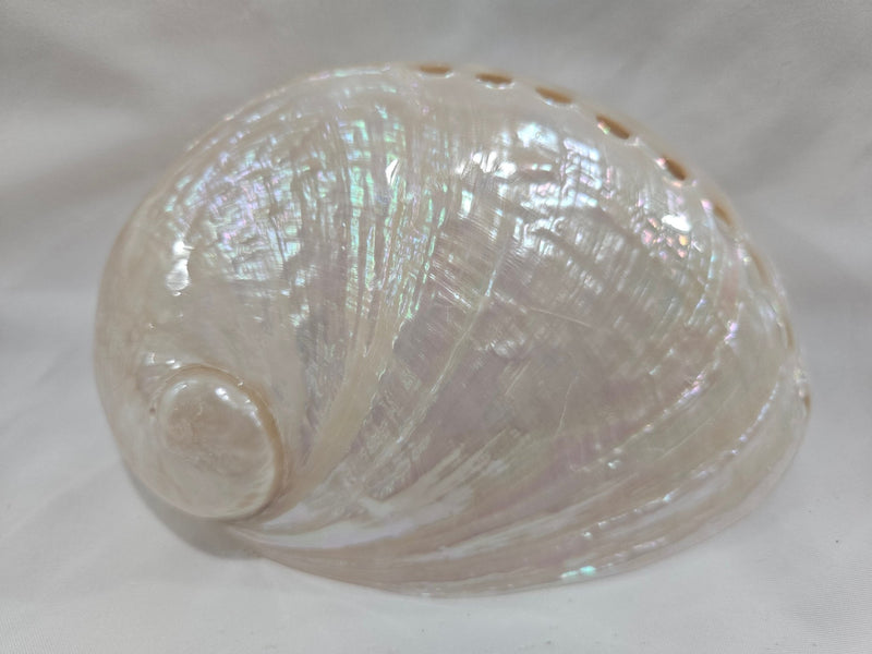 Pearl Abalone Shell – Natural Iridescent Coastal Decor (5.5") - ShellsWorld Shells Imports