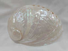 Pearl Abalone Shell – Natural Iridescent Coastal Decor (5.5