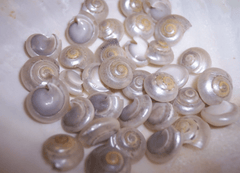 Pearl Umbonium Button Snail Shells - ShellsLoving Coastal Living