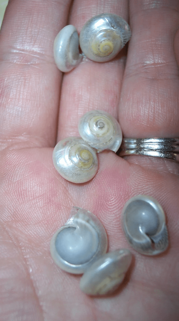 Pearl Umbonium Button Snail Shells - ShellsLoving Coastal Living