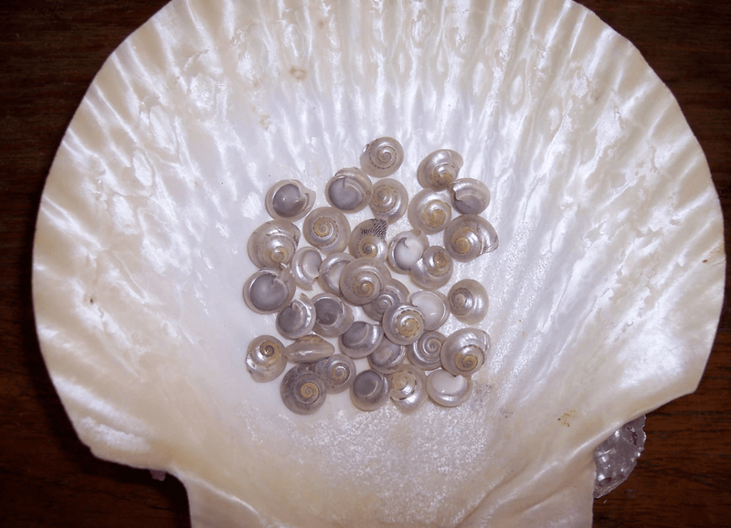 Pearl Umbonium Button Snail Shells - ShellsLoving Coastal Living