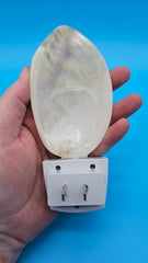 Natural clam shell night light