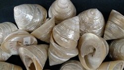 Pearled Trochus Shells - Loving Coastal Living