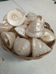 Pearled Trochus Shells - Loving Coastal Living