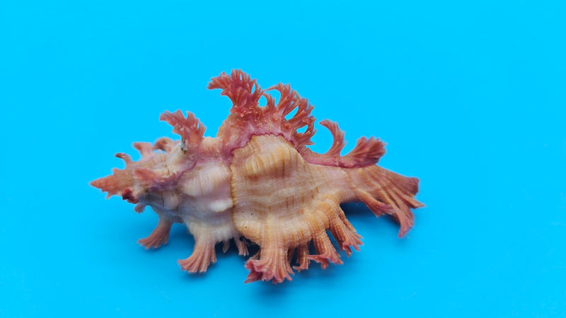 Murex Shells | Rare Collectible Seashells & Décor | Loving Coastal Living