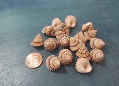 Periwinkle Coronate Prickly Winkle shells - Loving Coastal Living