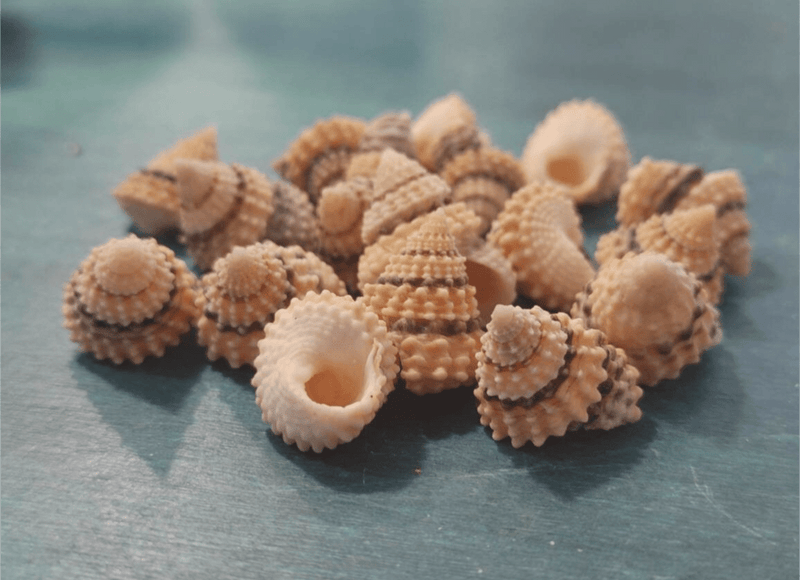 Periwinkle Coronate Prickly Winkle shells - Loving Coastal Living