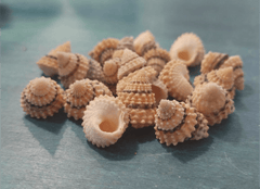 Periwinkle Coronate Prickly Winkle shells - Loving Coastal Living