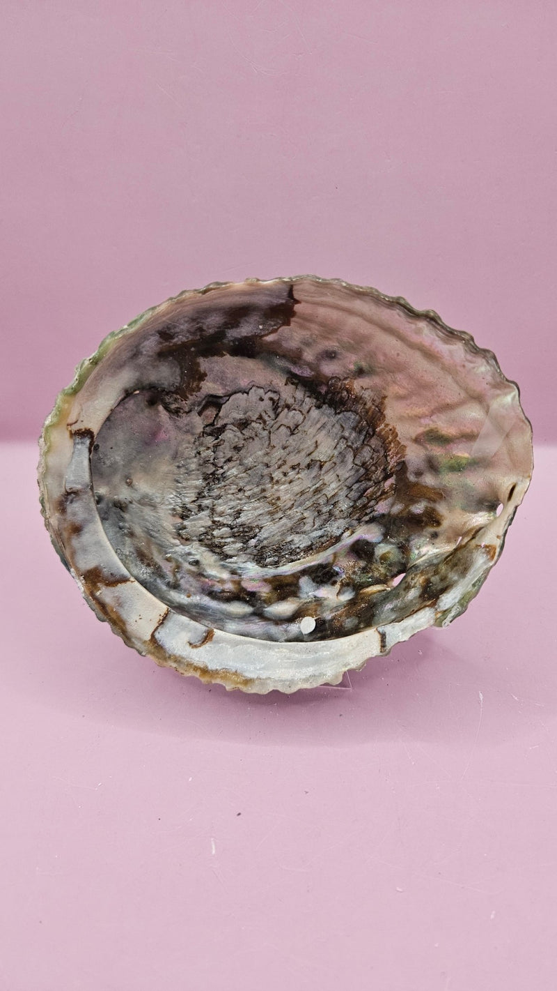 Pink Abalone Shell 5" - ShelllsLoving Coastal Living