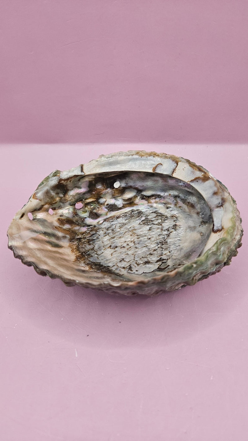 Pink Abalone Shell 5" - ShelllsLoving Coastal Living