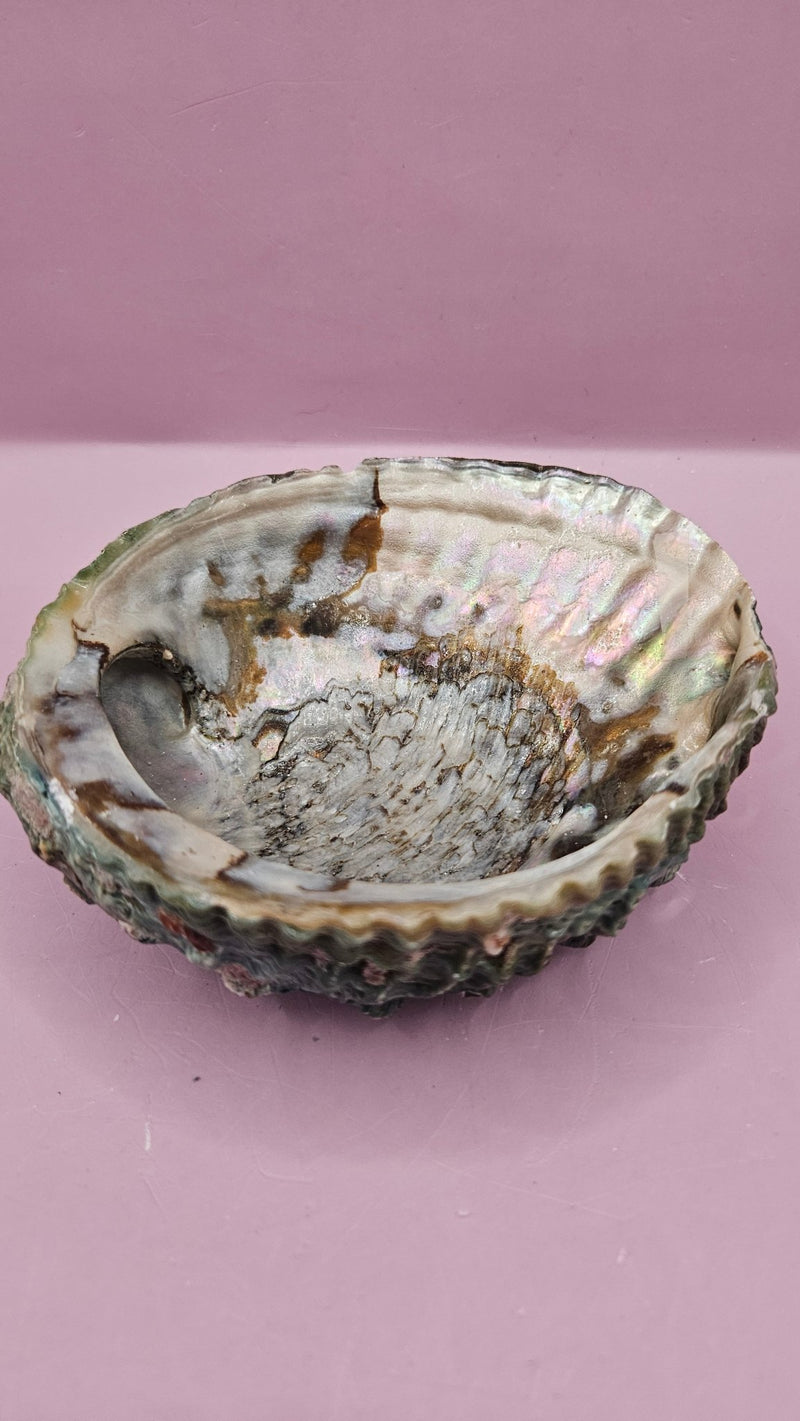 Pink Abalone Shell 5" - ShelllsLoving Coastal Living