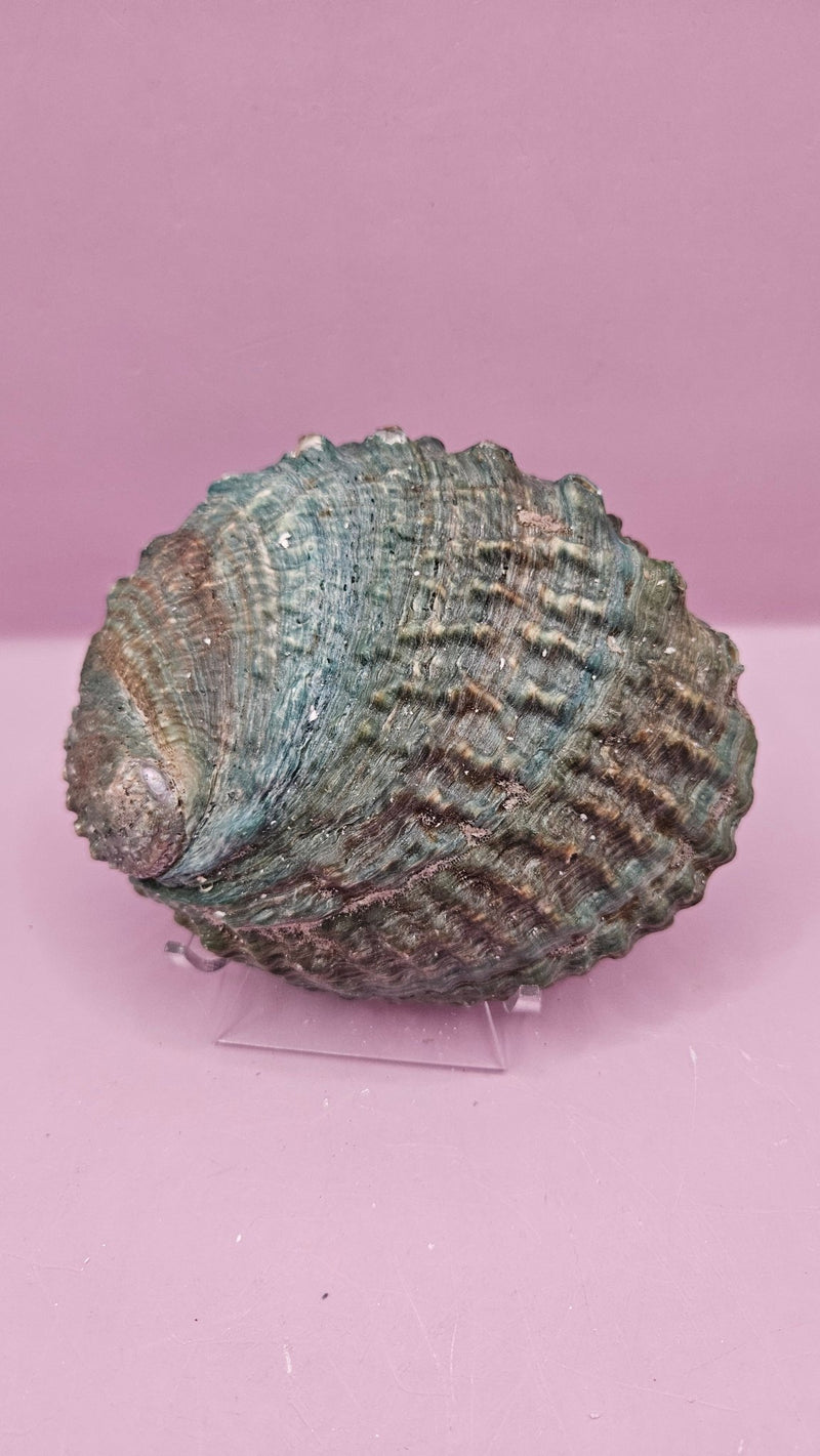 Pink Abalone Shell 5" - ShelllsLoving Coastal Living