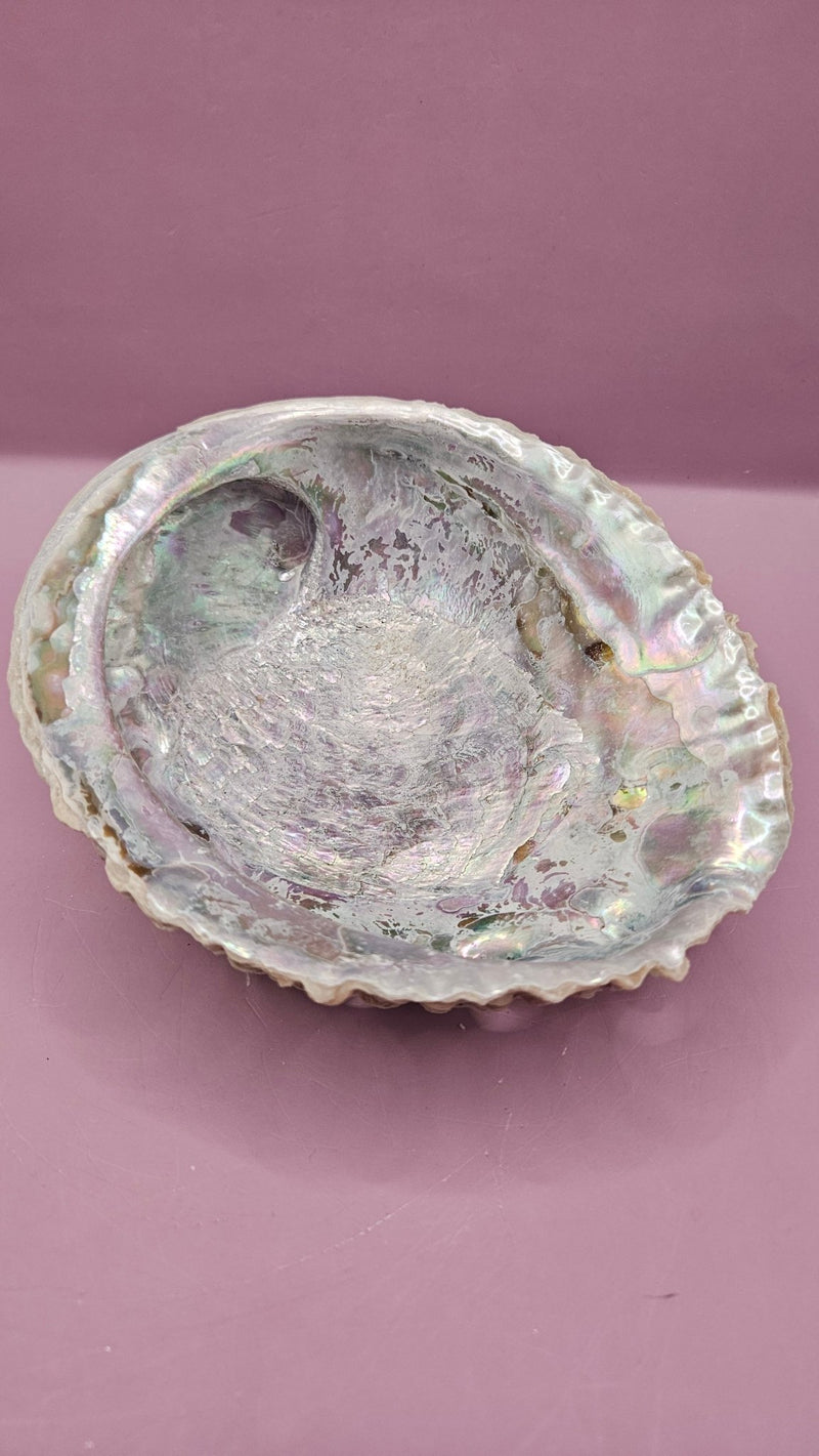 Pink Abalone Shell - 6.5"x5.5" Iridescent Decorative Shell for Crafts, Smudging, and Décor - ShelllsLoving Coastal Living