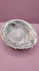 Pink Abalone Shell - 6.5