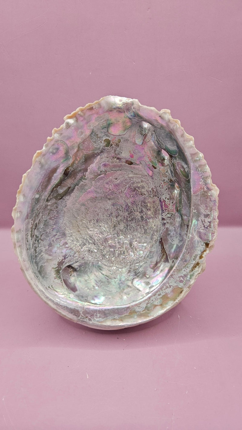 Pink Abalone Shell - 6.5"x5.5" Iridescent Decorative Shell for Crafts, Smudging, and Décor - ShelllsLoving Coastal Living