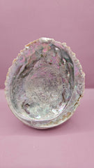 Pink Abalone Shell - 6.5