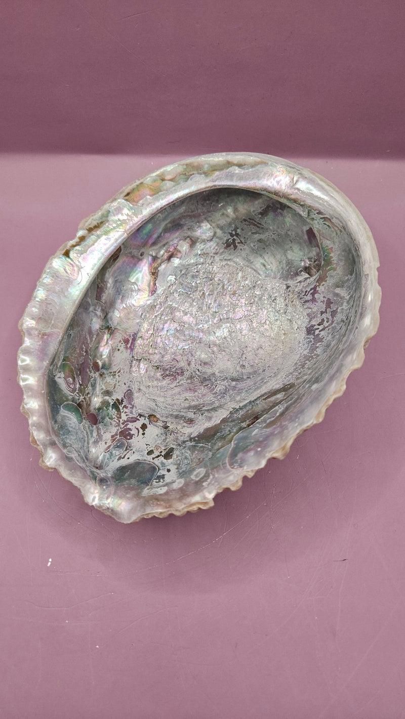 Pink Abalone Shell - 6.5"x5.5" Iridescent Decorative Shell for Crafts, Smudging, and Décor - ShelllsLoving Coastal Living